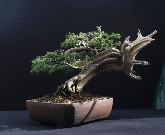 itoigawa juniper bonsai